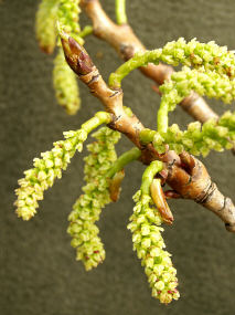 Female catkins
