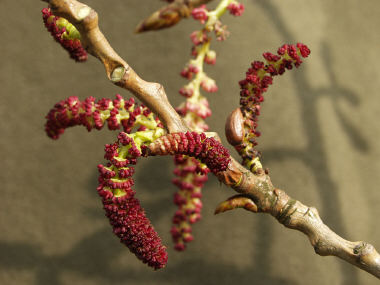 Male catkins