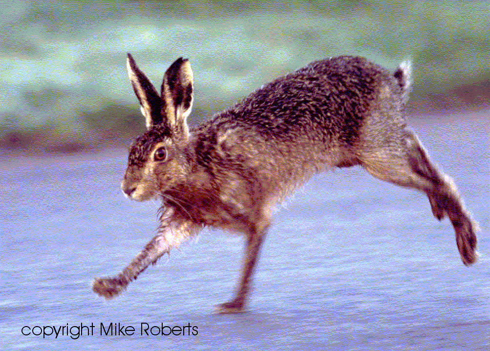 Brown hare