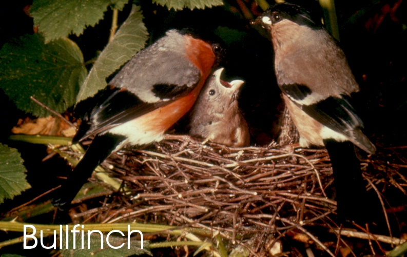 Bullfinch