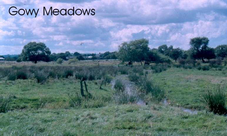 Gowy Meadows