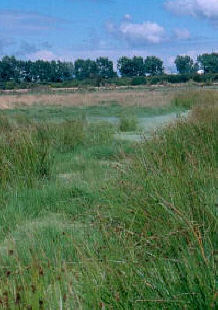 Gowy Meadows