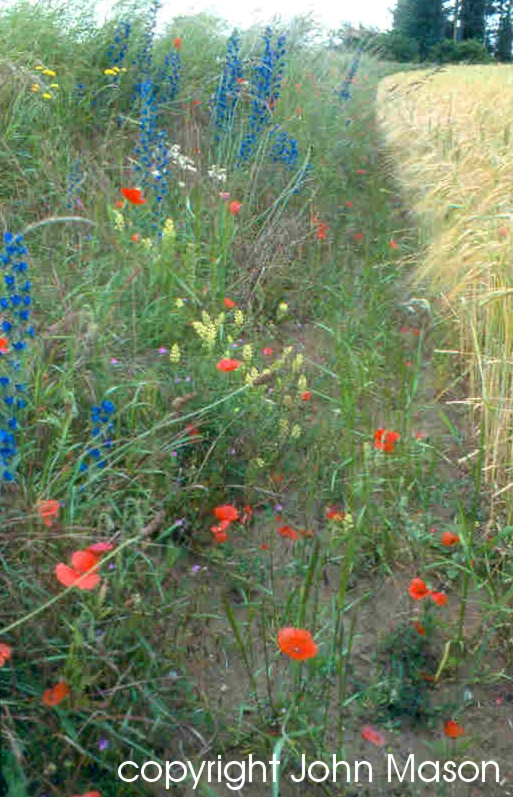 Cereal field margin