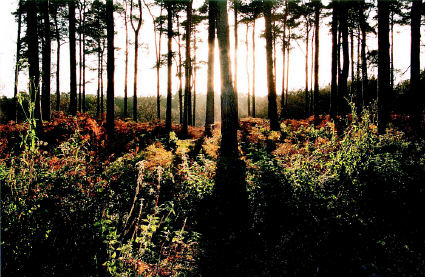 Abbots Moss woods