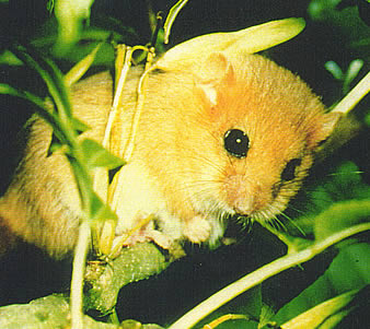 Dormouse
