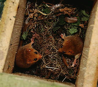 Dormice in a box
