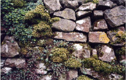 Close up of dry stone wall
