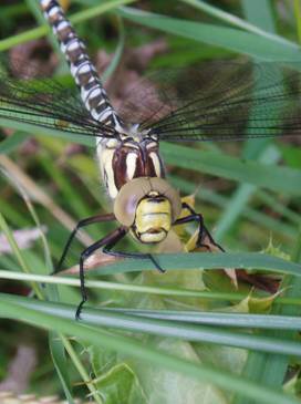 Dragonfly