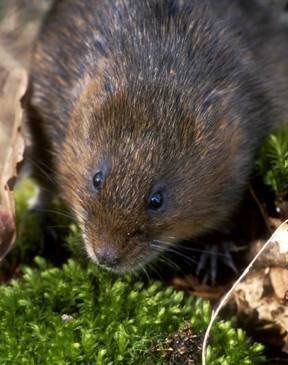 Water Vole