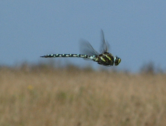 Aerial hawker