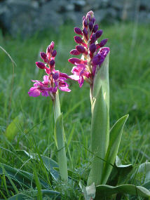 Orchid