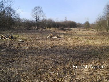 scrub management to improve the fen habitat for the small pearl bordered fritillary butterfly