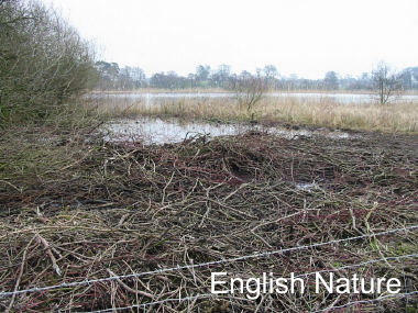 restoration of the fen margin at Chapel Mere SSSI following the removal of exotic dogwood by the Cholmondeley Estates.