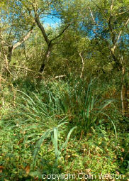 Fen at Hatchmere