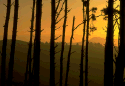 Forest views