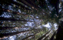 Forest views