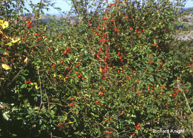 Red hedge fruit