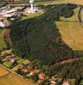 Daresbury Firs