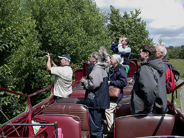 Photographing Purple Hairstreak butterflies, Wigg Island Local Nature Reserve, summer 2004