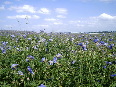 Pickerings Pasture