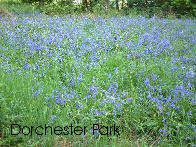 Dorchester Park