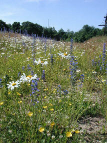 Moore Meadow