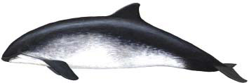 Porpoise