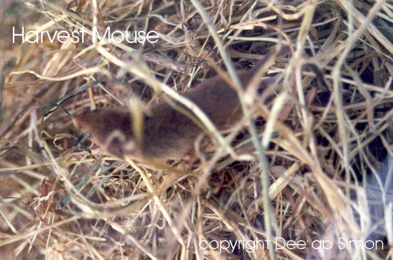 Harvest Mouse