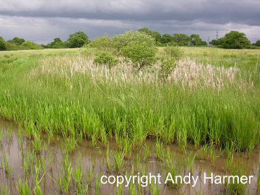 Lesser Silver Water Beetle pond