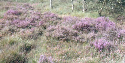 Heathland at Flaxmere