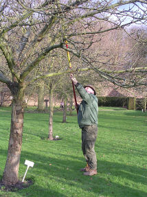 Hedge pruning workshop