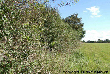 Hedge near Nantwich