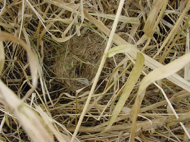 Harvest Mouse nest