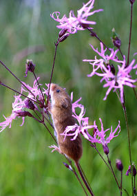 Harvest Mouse