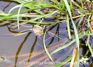 Cocoon in water