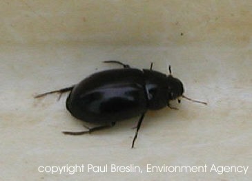 Lesser silver water beetle