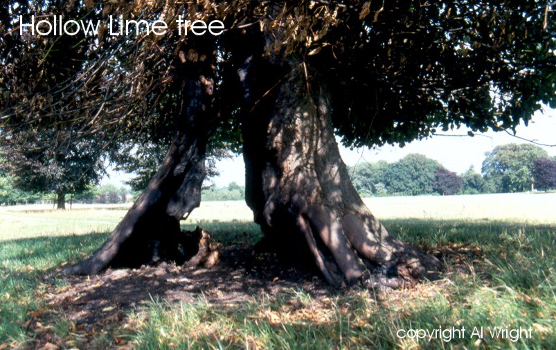 Hollow lime tree