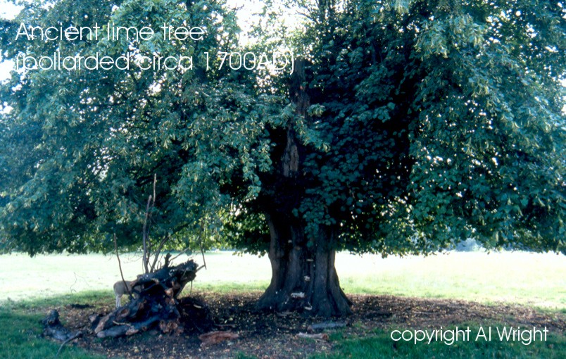 Ancient lime tree