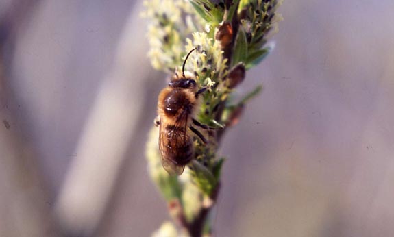 Mining Bee