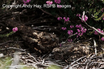 Nightjar