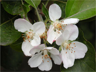 Apple Blossom