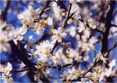 Damson Blossom