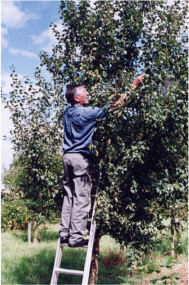 Damson picking
