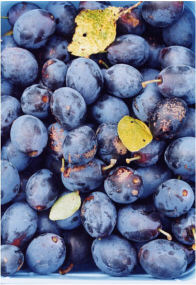 Damsons