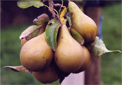 Pears