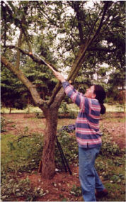 Pruning Workshop