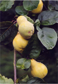 Quince