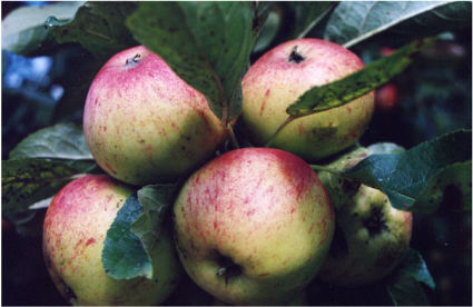 Apples