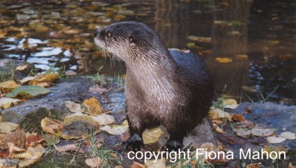 Otter