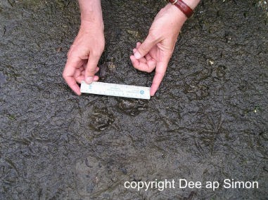 Measuring otter footprints